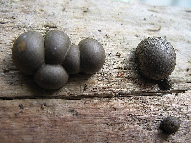 2008   Atelier myxo   Lycogala epidendron 003